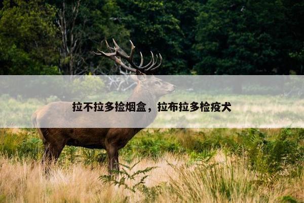 拉不拉多捡烟盒，拉布拉多检疫犬