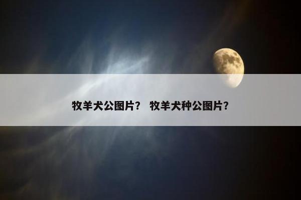 牧羊犬公图片？ 牧羊犬种公图片？