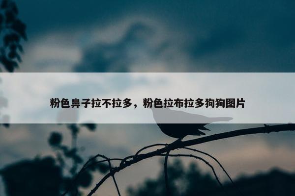 粉色鼻子拉不拉多，粉色拉布拉多狗狗图片