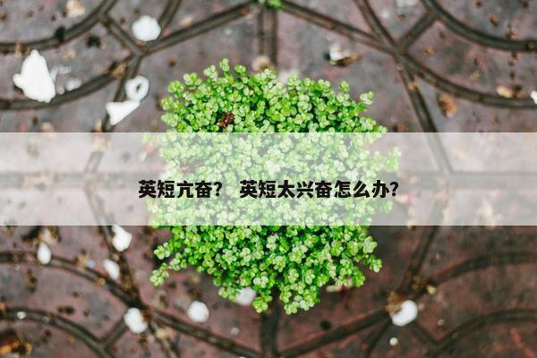英短亢奋？ 英短太兴奋怎么办？