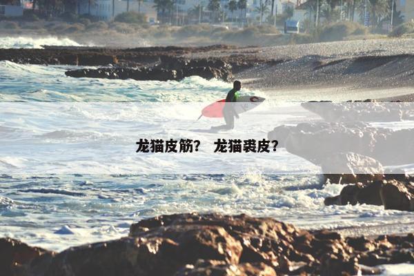 龙猫皮筋？ 龙猫裘皮？