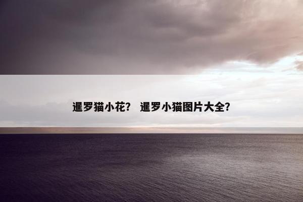 暹罗猫小花？ 暹罗小猫图片大全？