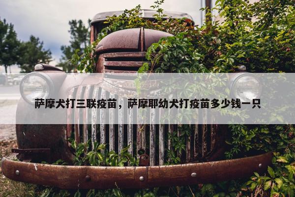 萨摩犬打三联疫苗，萨摩耶幼犬打疫苗多少钱一只