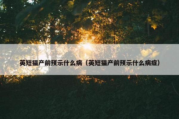 英短猫产前预示什么病（英短猫产前预示什么病症）
