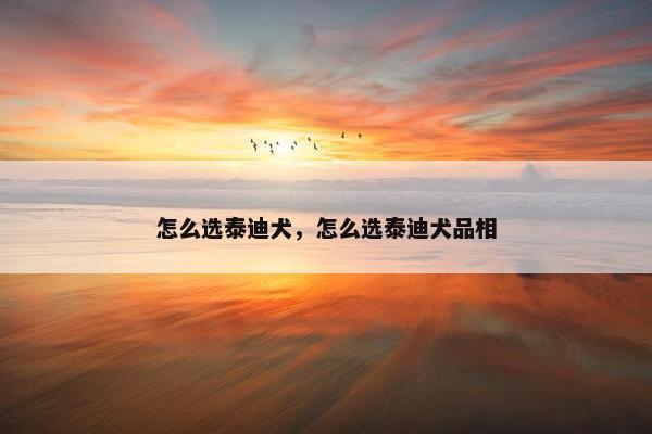 怎么选泰迪犬，怎么选泰迪犬品相