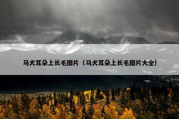 马犬耳朵上长毛图片（马犬耳朵上长毛图片大全）