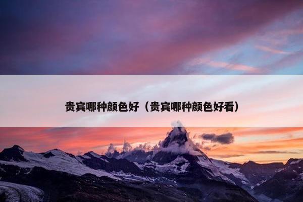 贵宾哪种颜色好（贵宾哪种颜色好看）