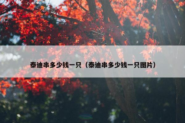 泰迪串多少钱一只（泰迪串多少钱一只图片）