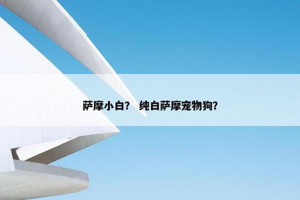 萨摩小白？ 纯白萨摩宠物狗？