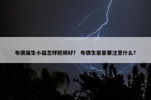 布偶猫生小猫怎样照顾好？ 布偶生崽崽要注意什么？