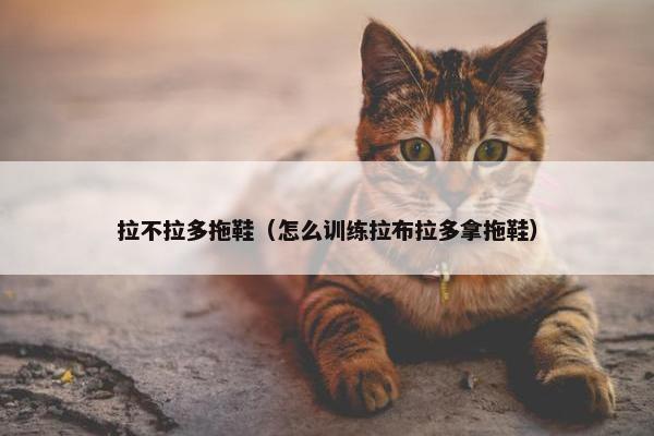 拉不拉多拖鞋（怎么训练拉布拉多拿拖鞋）