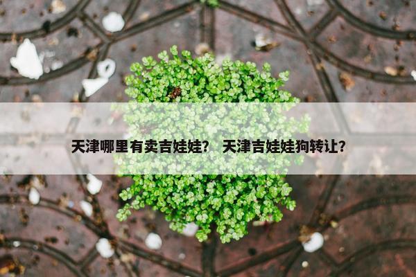 天津哪里有卖吉娃娃？ 天津吉娃娃狗转让？