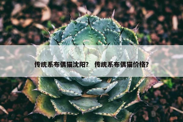 传统系布偶猫沈阳？ 传统系布偶猫价格？