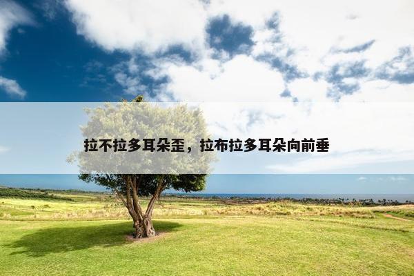 拉不拉多耳朵歪，拉布拉多耳朵向前垂