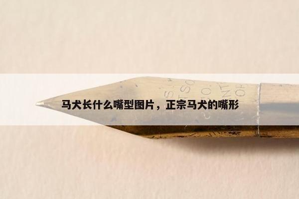 马犬长什么嘴型图片，正宗马犬的嘴形
