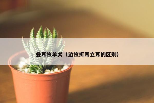 叠耳牧羊犬（边牧折耳立耳的区别）