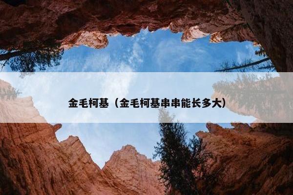 金毛柯基（金毛柯基串串能长多大）