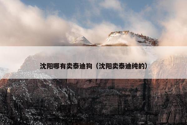 沈阳哪有卖泰迪狗（沈阳卖泰迪纯的）