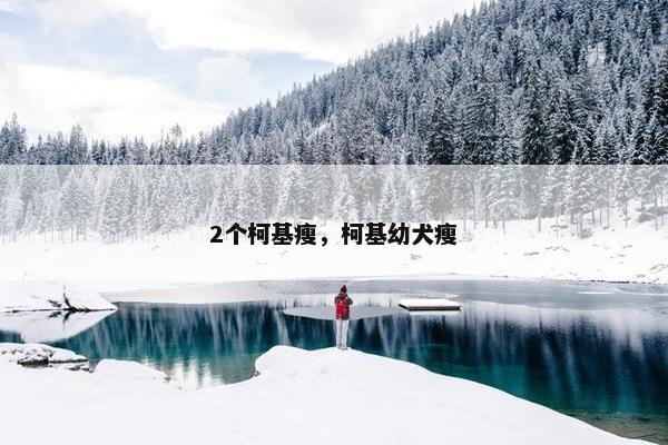 2个柯基瘦，柯基幼犬瘦