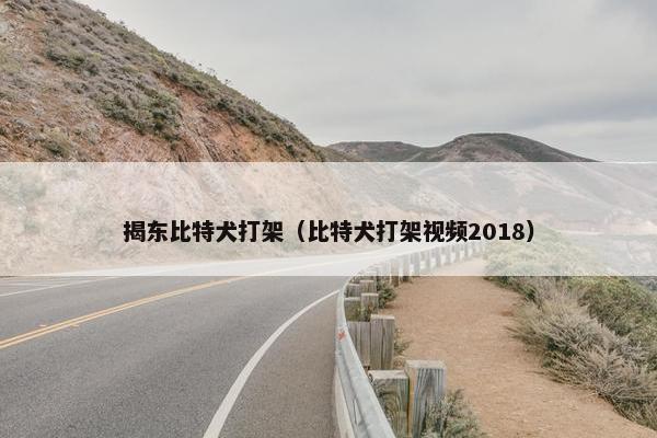揭东比特犬打架（比特犬打架视频2018）