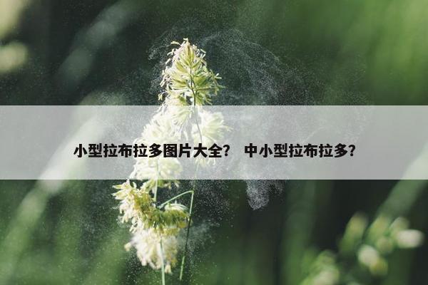 小型拉布拉多图片大全？ 中小型拉布拉多？
