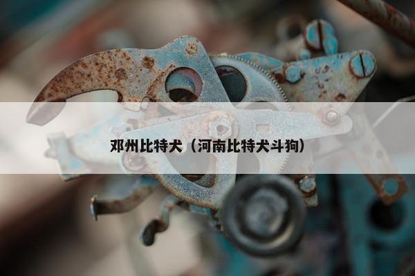 邓州比特犬（河南比特犬斗狗）