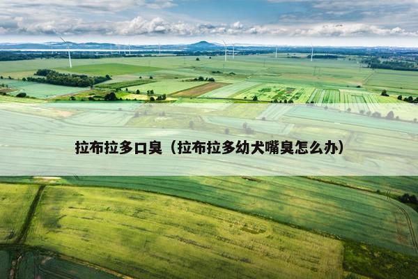 拉布拉多口臭（拉布拉多幼犬嘴臭怎么办）