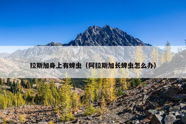 拉斯加身上有蜱虫（阿拉斯加长蜱虫怎么办）