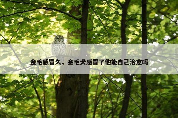 金毛感冒久，金毛犬感冒了他能自己治愈吗