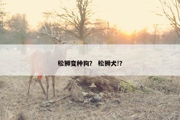 松狮变种狗？ 松狮犬!？