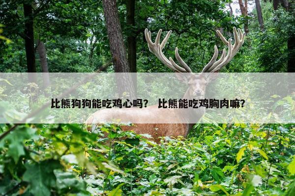 比熊狗狗能吃鸡心吗？ 比熊能吃鸡胸肉嘛？