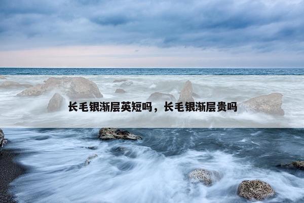 长毛银渐层英短吗，长毛银渐层贵吗