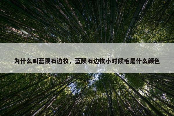 为什么叫蓝陨石边牧，蓝陨石边牧小时候毛是什么颜色