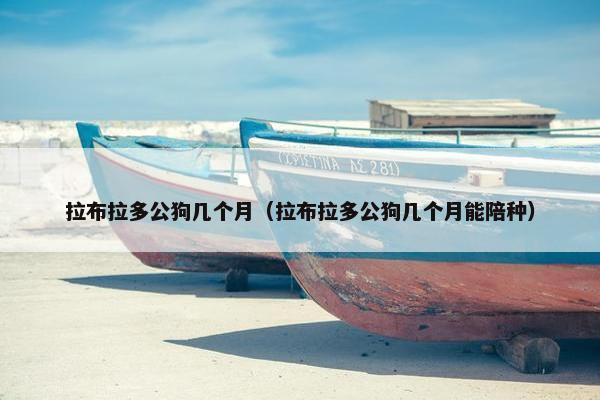 拉布拉多公狗几个月（拉布拉多公狗几个月能陪种）