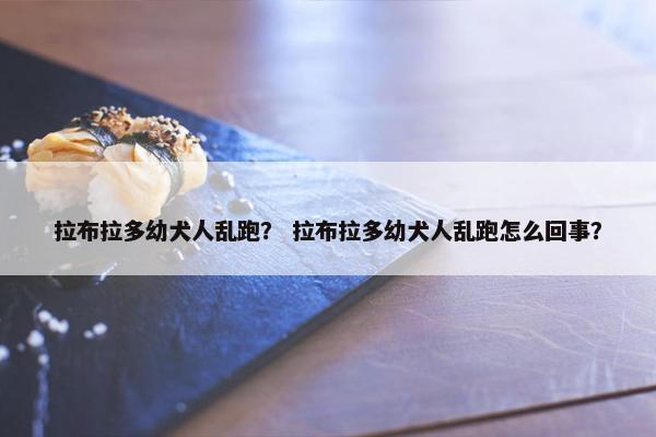 拉布拉多幼犬人乱跑？ 拉布拉多幼犬人乱跑怎么回事？
