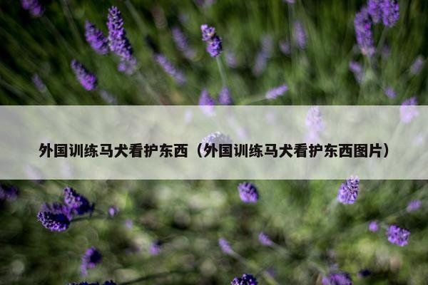 外国训练马犬看护东西（外国训练马犬看护东西图片）