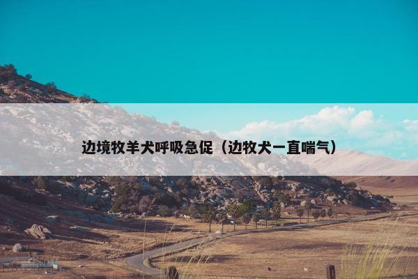 边境牧羊犬呼吸急促（边牧犬一直喘气）