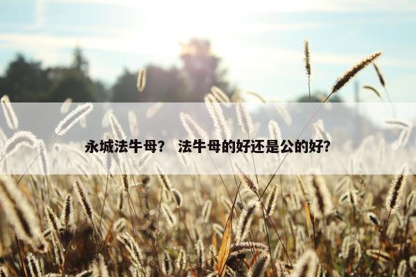 永城法牛母？ 法牛母的好还是公的好？