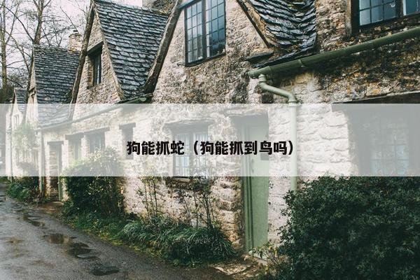 狗能抓蛇（狗能抓到鸟吗）