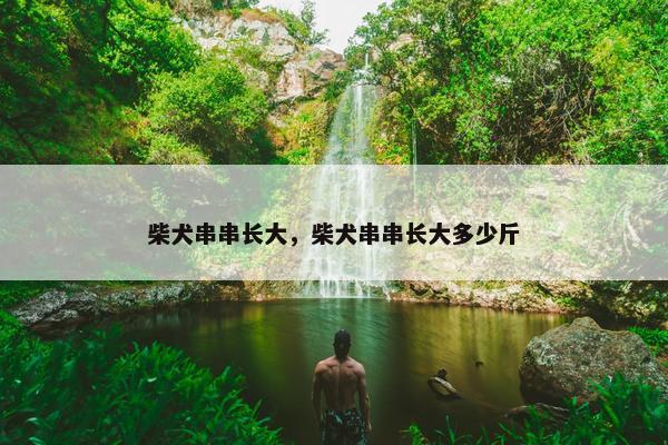 柴犬串串长大，柴犬串串长大多少斤