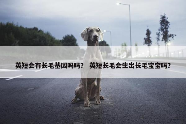 英短会有长毛基因吗吗？ 英短长毛会生出长毛宝宝吗？
