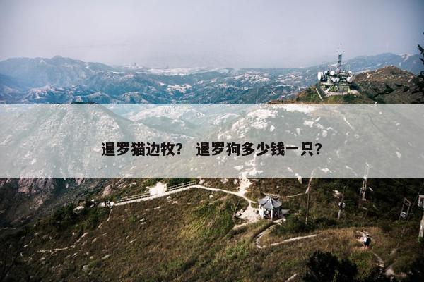 暹罗猫边牧？ 暹罗狗多少钱一只？