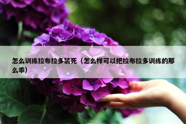 怎么训练拉布拉多装死（怎么样可以把拉布拉多训练的那么乖）