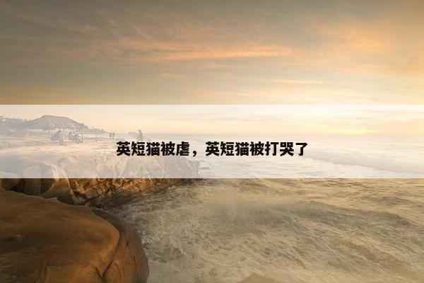 英短猫被虐，英短猫被打哭了
