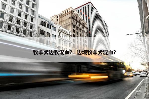 牧羊犬边牧混血？ 边境牧羊犬混血？