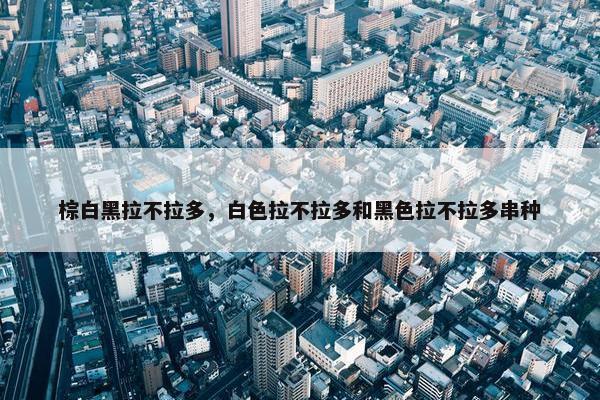 棕白黑拉不拉多，白色拉不拉多和黑色拉不拉多串种