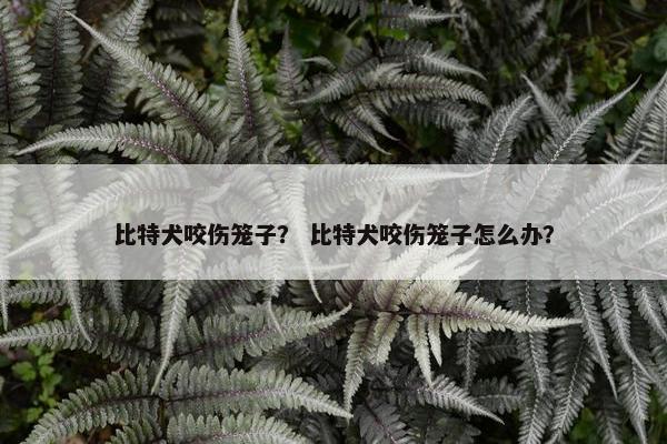 比特犬咬伤笼子？ 比特犬咬伤笼子怎么办？