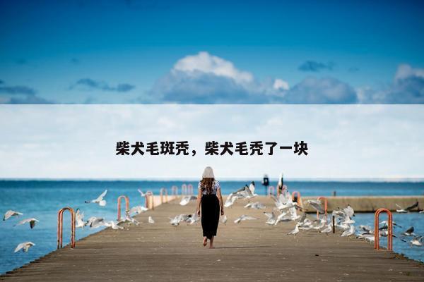 柴犬毛斑秃，柴犬毛秃了一块