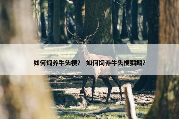 如何饲养牛头梗？ 如何饲养牛头梗鹦鹉？