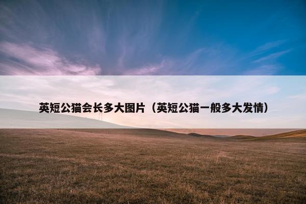 英短公猫会长多大图片（英短公猫一般多大发情）